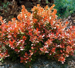 Barberry