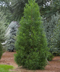 Cryptomeria