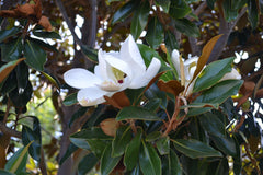 Magnolia