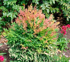 Nandina