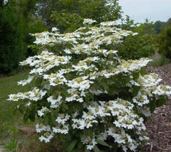 Viburnum