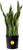 Costa Farms Live Snake Plant, Easy to Grow Houseplant in Indoor Decorative Plant Pot, Grower's Choice House Plant in Potting Soil, Housewarming Gift, Room Decor, 1-2 Feet Tall