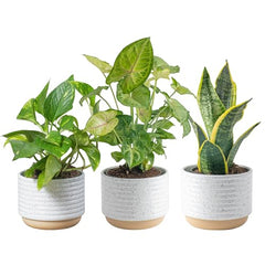 Costa Farms Live Plants (3 Pack), Easy to Grow Real Indoor Houseplants, Air Purifying Plants, Grower's Choice in Home Décor Indoors Plant Pots, New House Gift or Room Décor