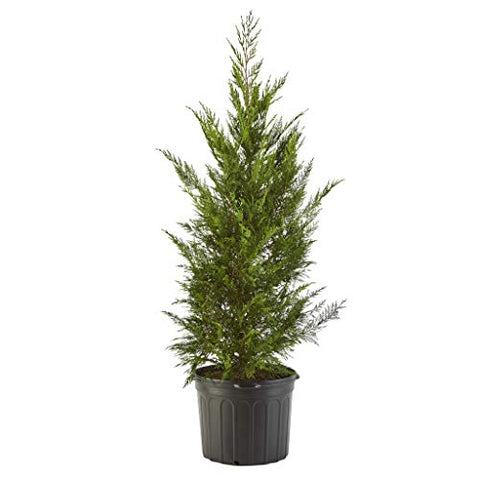 2.25 Gallon Cypress Leyland Shrub