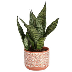 Costa Farms Live Snake Plant, Easy to Grow Houseplant in Indoor Decorative Plant Pot, Grower's Choice House Plant in Potting Soil, Housewarming Gift, Room Decor, 1-2 Feet Tall