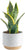 Costa Farms Live Snake Plant, Easy to Grow Houseplant in Indoor Decorative Plant Pot, Grower's Choice House Plant in Potting Soil, Housewarming Gift, Room Decor, 1-2 Feet Tall