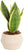 Costa Farms Live Snake Plant, Easy to Grow Houseplant in Indoor Decorative Plant Pot, Grower's Choice House Plant in Potting Soil, Housewarming Gift, Room Decor, 1-2 Feet Tall