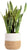 Costa Farms Live Snake Plant, Easy to Grow Houseplant in Indoor Decorative Plant Pot, Grower's Choice House Plant in Potting Soil, Housewarming Gift, Room Decor, 1-2 Feet Tall