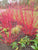 Cardinal Red Twig Dogwood