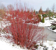 Cardinal Red Twig Dogwood