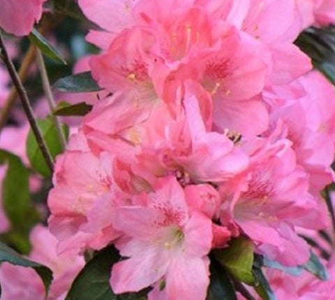 Hampton Beauty ( Pericat ) Azalea