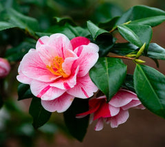Tri color Variegated Camellia Japonica