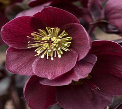 Ice N' Roses® Barolo Lenten Rose