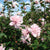 Blushing Bride Hibiscus ( Althea ) - Rose Of Sharon