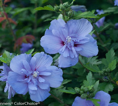 Blue Chiffon® Hibiscus ( Althea ) - Rose Of Sharon