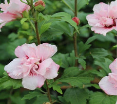 Blushing Bride Hibiscus ( Althea ) - Rose Of Sharon