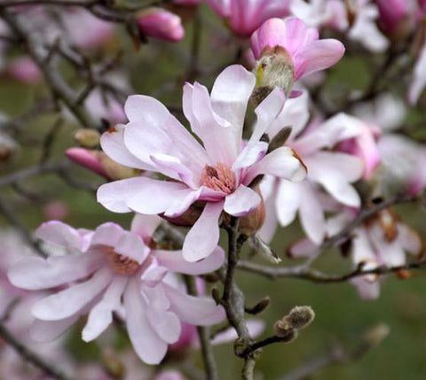 Leonard Messel Magnolia