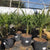 7 gallon pot