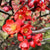 Texas Scarlet Red Flowering Quince