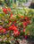 Texas Scarlet Red Flowering Quince