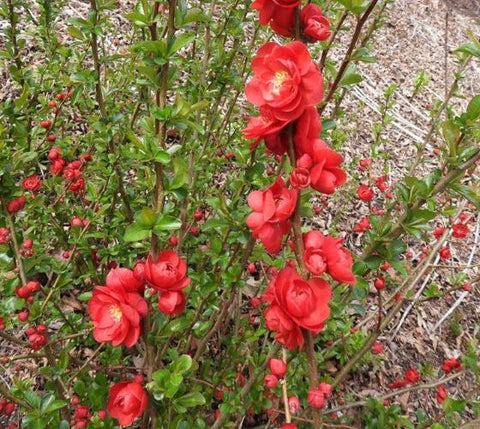 Texas Scarlet Red Flowering Quince