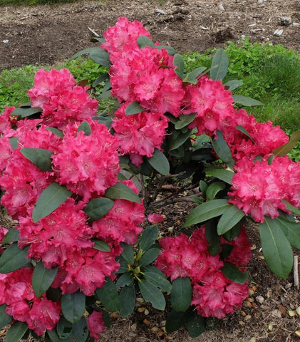 Holden Red Rhododendron