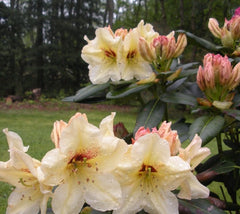 Holdens Solar Flair Rhododendron