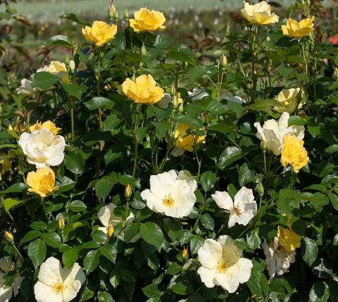 Easy Bee-zy™ Knock Out® Rose