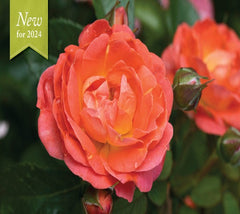 Orange Glow™ Knock Out® Rose