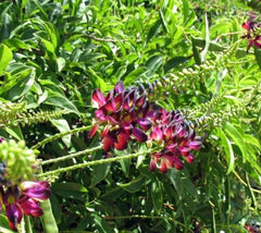 Evergreen Wisteria Vine ( Callerya Reticulata )