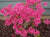 Rosy Lights Pink Deciduous Azalea