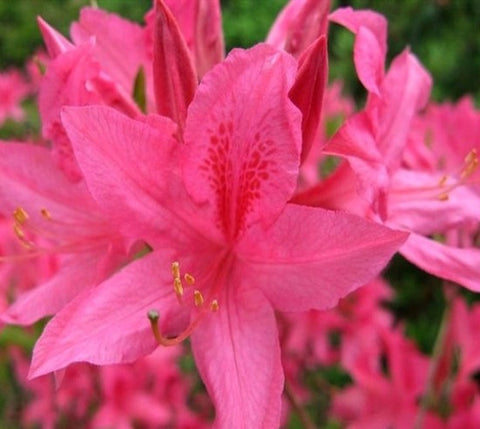 Rosy Lights Pink Deciduous Azalea