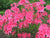 Rosy Lights Pink Deciduous Azalea