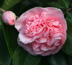 Debutante Camellia  Camellia japonica 'Debutante'