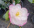 Bobs Supreme Camellia Sasanqua