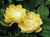 Golden Magic Gardenia