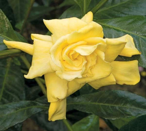 Golden Magic Gardenia