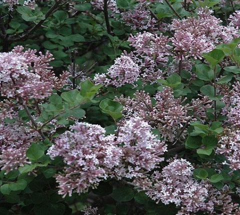 Palibin Korean Lilac ( syringa )