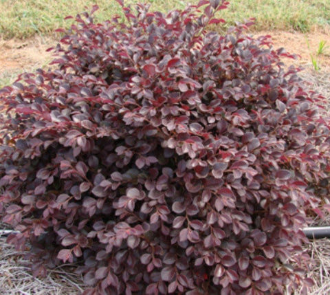 Crimson Fire™ Dwarf Loropetalum