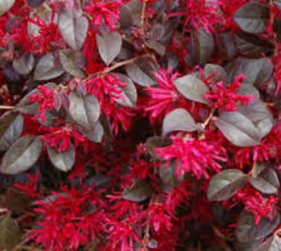 Ever Red® Fringe Flower - Monrovia - Armstrong Garden Centers