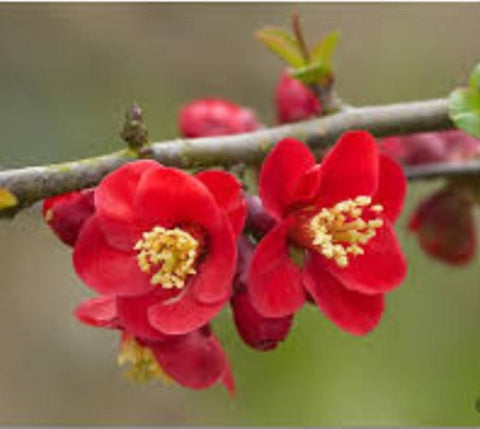 Crimson and Gold Flowering Quince ( chaenomeles )